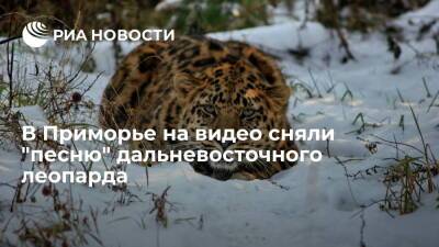 В нацпарке "Земля леопарда" в Приморье сняли на видео "песню" дальневосточного леопарда