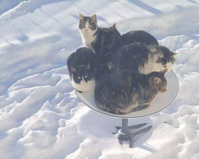 В Канаде коты устроили «захват» спутниковой тарелки Starlink, оставив хозяина без интернета