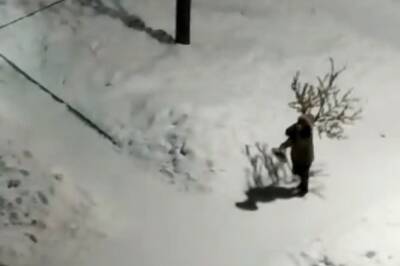 В поселке Хабаровского края украли главную новогоднюю елку