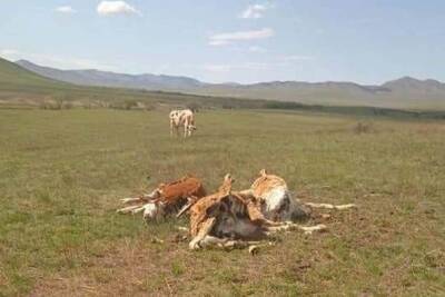 Опасную эпидемию у скота в Бурятии предрекали весной