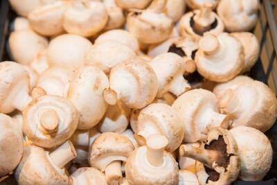 Употребление грибов способно снизить риск развития депрессии
