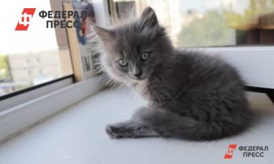 Чиновница из Красноярска рассказала, как приютила котенка, спасенного на пожаре - fedpress.ru - Красноярск - Урюпинск