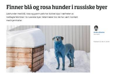 Издания около десяти стран заинтересовались синими собаками в Дзержинске