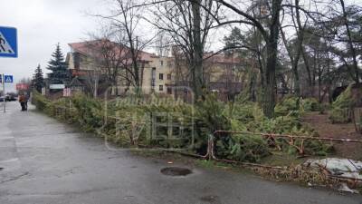 В Киеве продавцы оставили верх нераспроданных дорогих елок прямо на улице (фото)