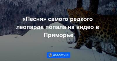 «Песня» самого редкого леопарда попала на видео в Приморье