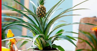 Как вырастить дома ананас из верхушки: пошаговая инструкция