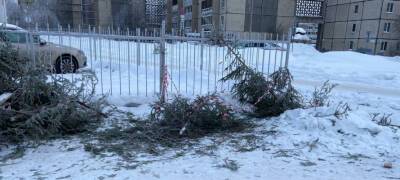 В Петрозаводске остатки непроданных елок побросали прямо на улице (ФОТО)