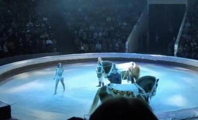 Во время представления в тюменском цирке конь сбил дрессировщиков с ног