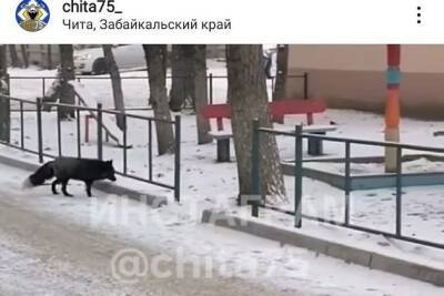 Бегающую по центру Читы лисицу поймали сотрудники читинского зоопарка