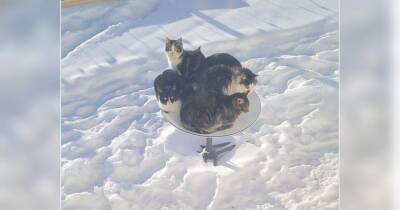 Канадські коти заволоділи супутниковою тарілкою Starlink: Маск уже відреагував (курйозне фото)