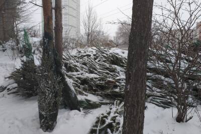В Северном лесу нерадивые предприниматели выкинули елки