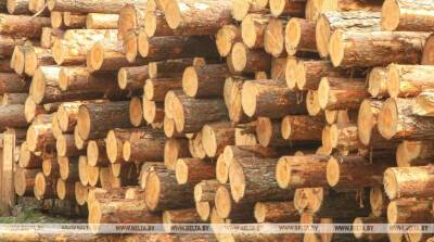 В Беларуси установлены ставки экспортных пошлин на лесоматериалы