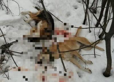 Стреляли в упор: неизвестные убили собаку и щенка под Волжским - bloknot.ru - Волжский - Волгоградская обл.