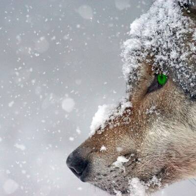 Оголодавшие волки вышли из лесов к населенным пунктам в Новгородской области