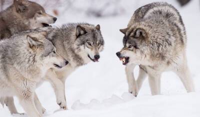 Голодные волки начали выходить к населенным пунктам Новгородской области