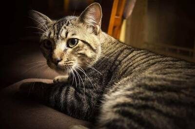 Гастроэнтеролог Самсонова рассказала об опасности кошачьих царапин