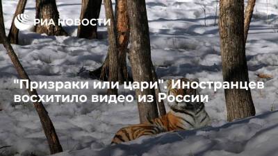 Пользователей Twitter удивила живущая в России амурская тигрица