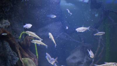 Ученые нашли 175 видов «разговаривающих» рыб