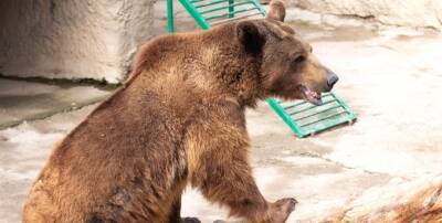 Почему женщина бросила своего ребенка в вольер к медведю в Ташкентском зоопарке, всё ли в порядке с девочкой - pravda-tv.ru - Москва - Россия - Ташкент