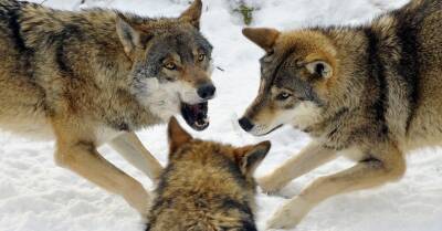 В Латвии завершен сезон охоты на волков