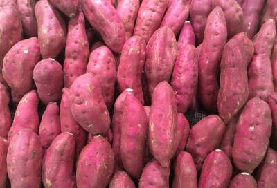 Ученые открыли удивительное свойство фиолетового картофеля