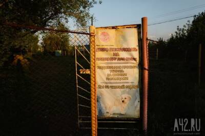 «Просто минное поле»: кузбассовцы пожаловались на повсеместное отсутствие площадок для выгула собак