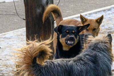 Осипов запретил возвращать отловленных бездомных собак на прежние места обитания