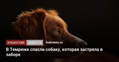 В Темрюке спасли собаку, которая застряла в заборе - kubnews.ru - Краснодарский край - Новороссийск - Темрюк