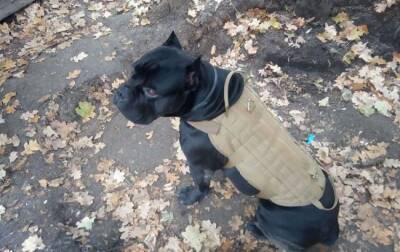 Украинский пес-разведчик Вася на фронте вырвался из плена оккупантов. Отгрыз себе лапу (фото)