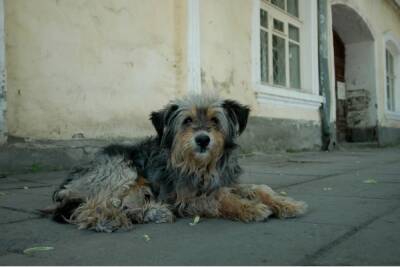 В Кандалакше местная жительница сообщила, что ее шпица покусали бездомные собаки