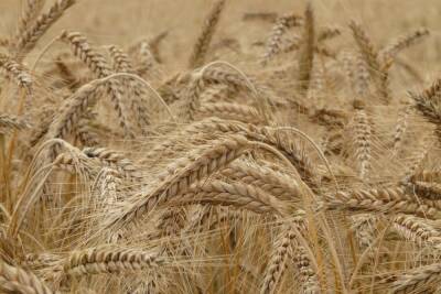 Тамбовская область вошла в тройку лидеров ЦФО по качеству семян зерновых культур