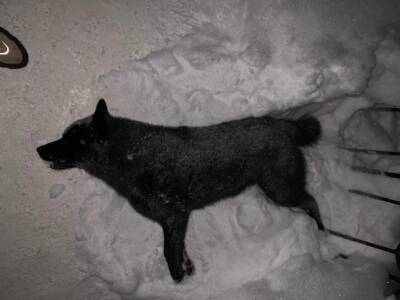 В Нижнем Чове нашли мертвых собак