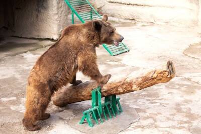 В зоопарке Ташкента мать кинула свою дочь в вольер к медведю