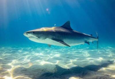В Австралии создали гидрокостюм защищающий от укусов акул