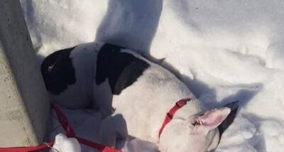 В Новосибирске ищут хозяев замерзшей насмерть собаки, привязанной к столбу