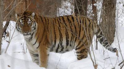 Амурский тигр готов к году тигра: в Приморье показывают детей Амура