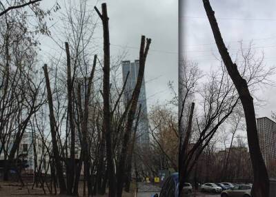 Москвичи пожаловались на безжалостную рубку деревьев в Раменках