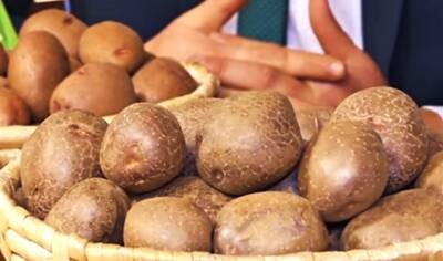В Украине создали сорт картофеля, который вызвал ажиотаж среди огородников
