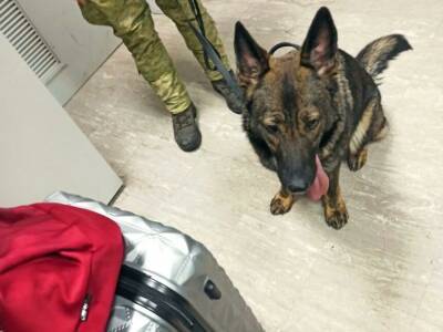 В аэропорту "Борисполь" служебный пес обнаружил почти 2 тыс. наркотических таблеток