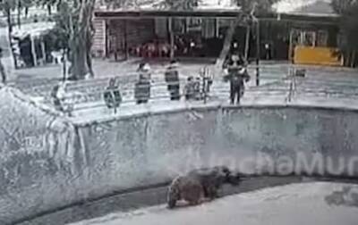 Появилось видео, как в Ташкенте мать бросает дочь в вольер к медведю