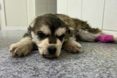 Спасенный на морозе щенок из коробки умер в Новосибирске
