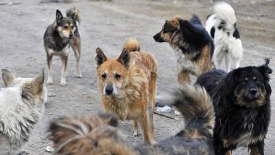 Депутаты Приморья разработали меры для борьбы с бродячими собаками