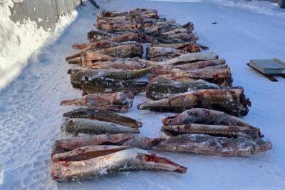 В Хабкрае браконьеры выловили краснокнижную рыбу на 18,5 млн рублей