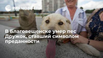 В Благовещенске умер пес Дружок, ставший символом преданности во время паводка 2013 года