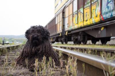 Жители Улан-Удэ стали чаще отправлять домашних животных поездом
