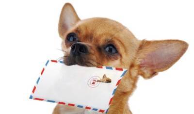 В Москве заработала первая в мире собачья почта