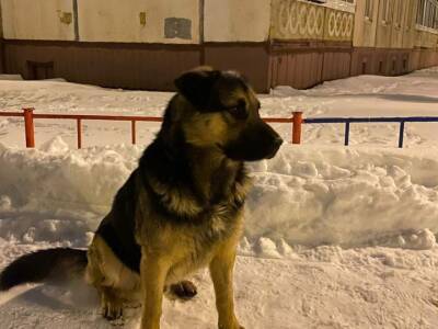 Сколько бездомных собак отловили в Уфе и что думают об этом горожане и кинологи