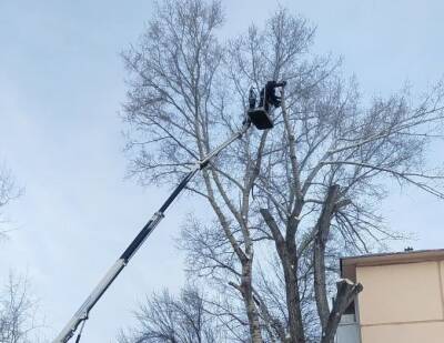 В Ульяновске за неделю спилили 54 опасных дерева