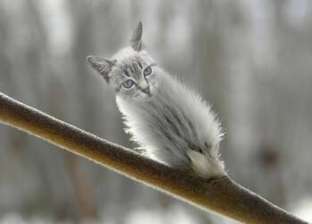 Вологодские котики начнут распускаться: в регион на неделе заглянет весна