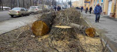 Власти Петрозаводска за 5 лет разрешили спилить 2,7 тыс. деревьев на территории города